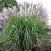 Miscanthus Grosse Fontaine